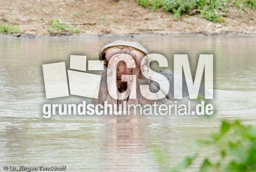 Flusspferd (95 von 104).jpg